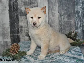 Shiba Inu dogs Jasper - Ad 15