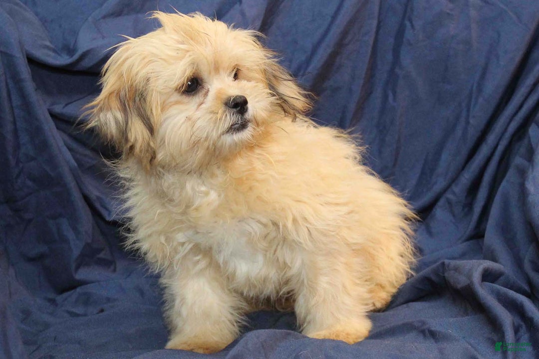 Shihpoo dogs for sale: Abilene - Ad 5