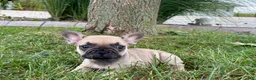 French Bulldog dogs for sale: Bruce - Ad 2
