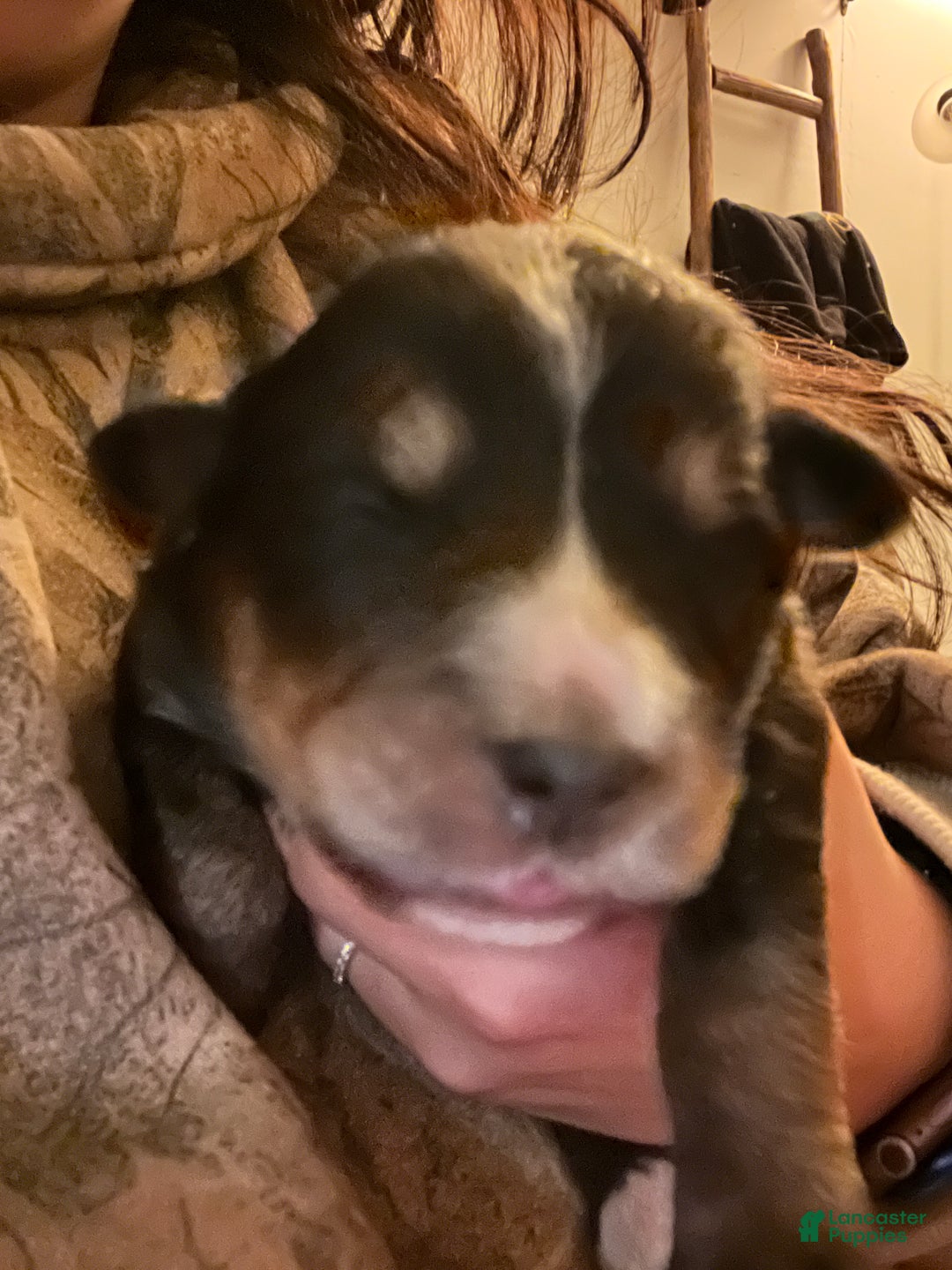 Mixed Breed dogs for sale: Steffie - Ad 4