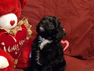 Cavapoochon dogs Bella - Ad 2