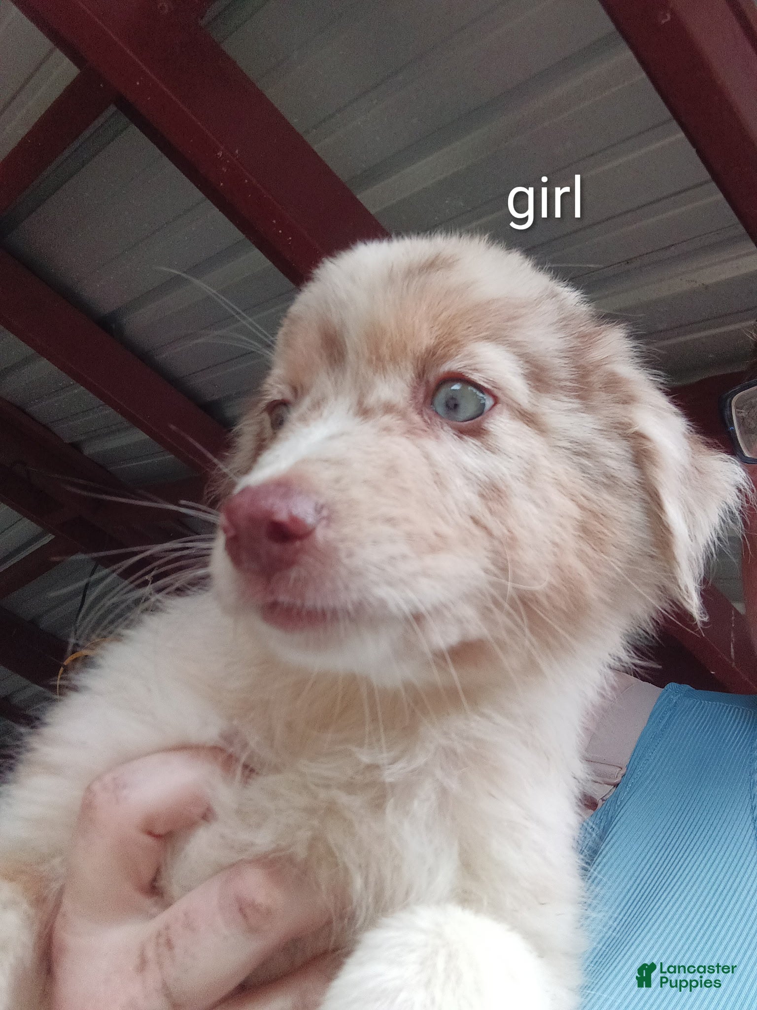 Australian Shepherd dogs Australian Shepherd Puppy 5 - Ad 11