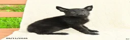 German Shepherd dogs for sale: Bria - Ad 5