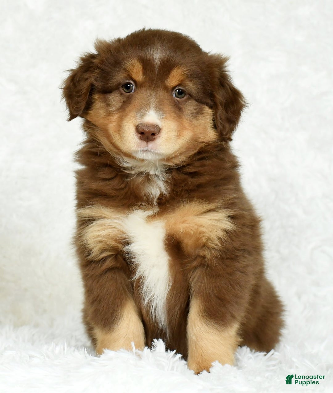 Australian Shepherd dogs for sale: Connie - Ad 3