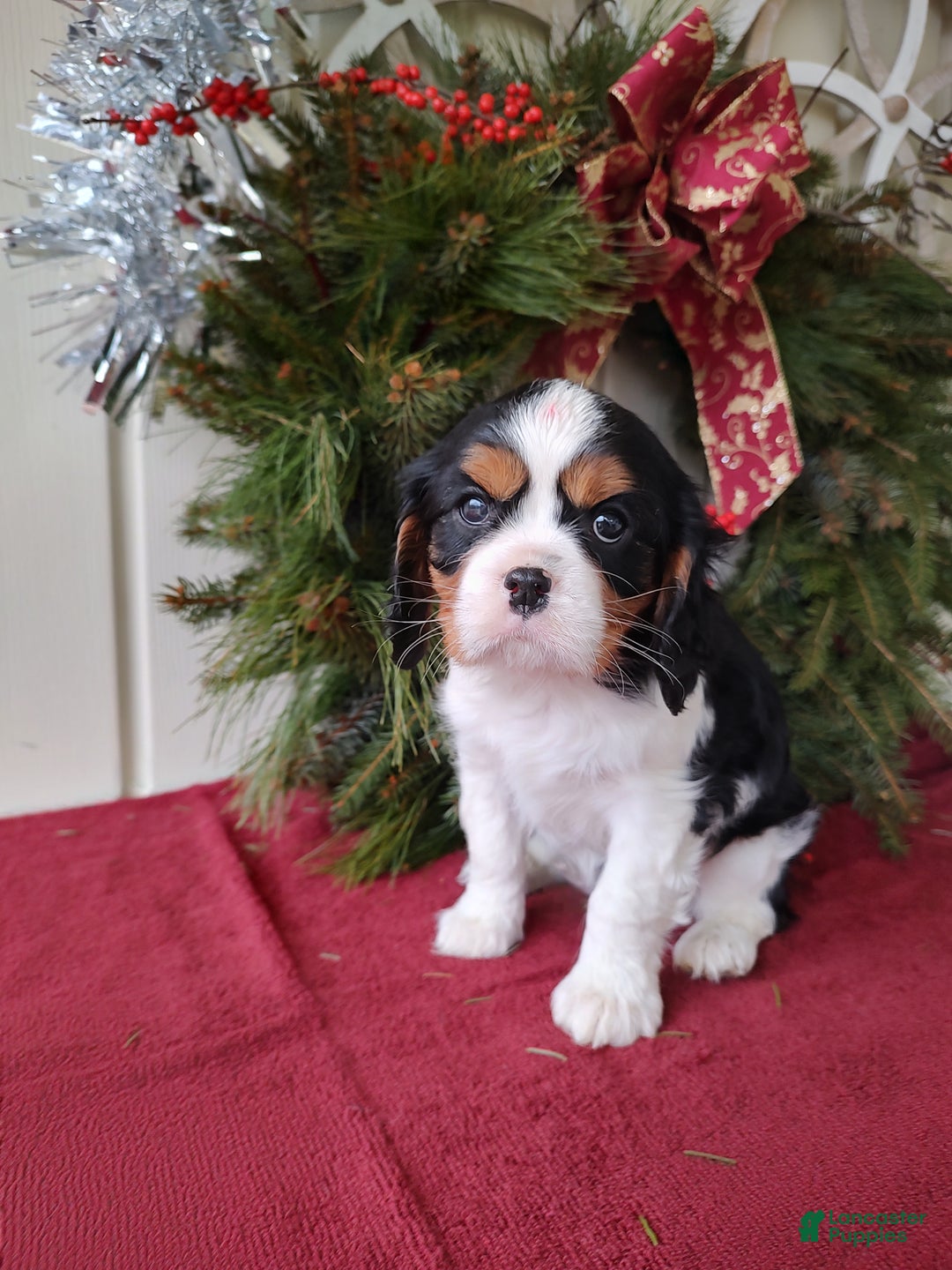 Cavalier King Charles Spaniel dogs for sale: Lance - Ad 6