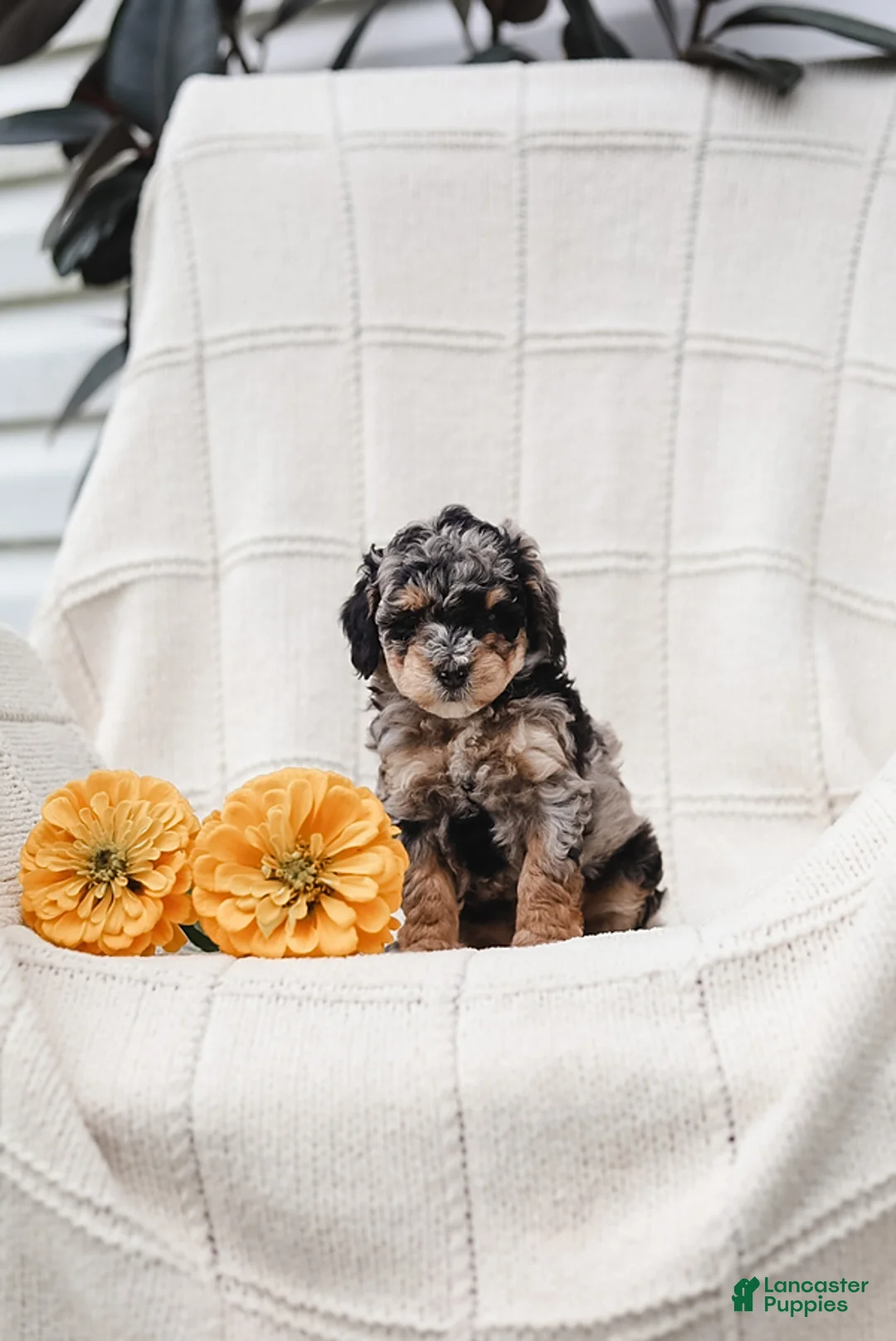 Maltipoo dogs for sale: Myla - Ad 1