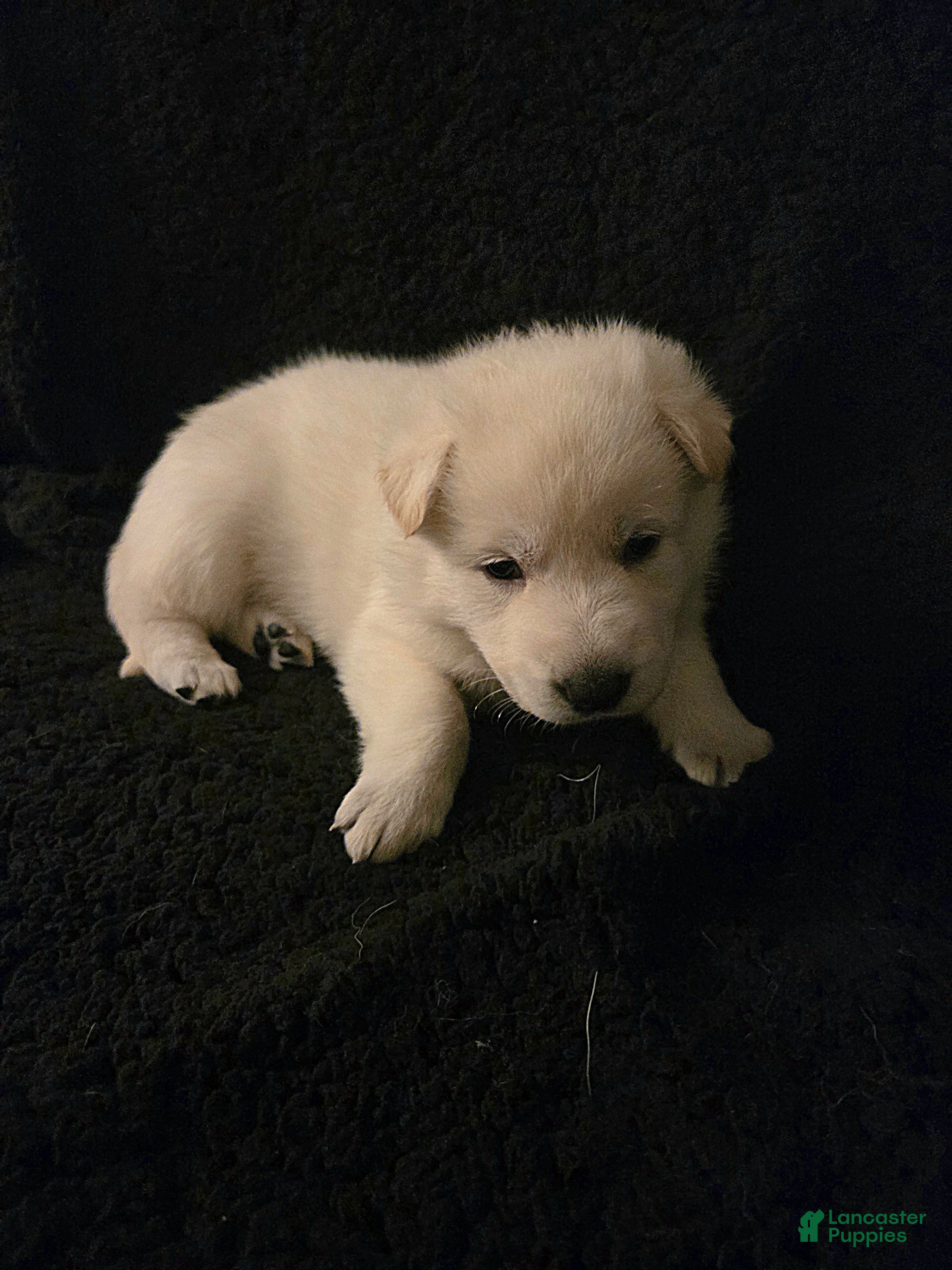 German Shepherd dogs Anna - Ad 2