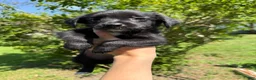 Mixed Breed dogs for sale: Beatrice - Ad 4