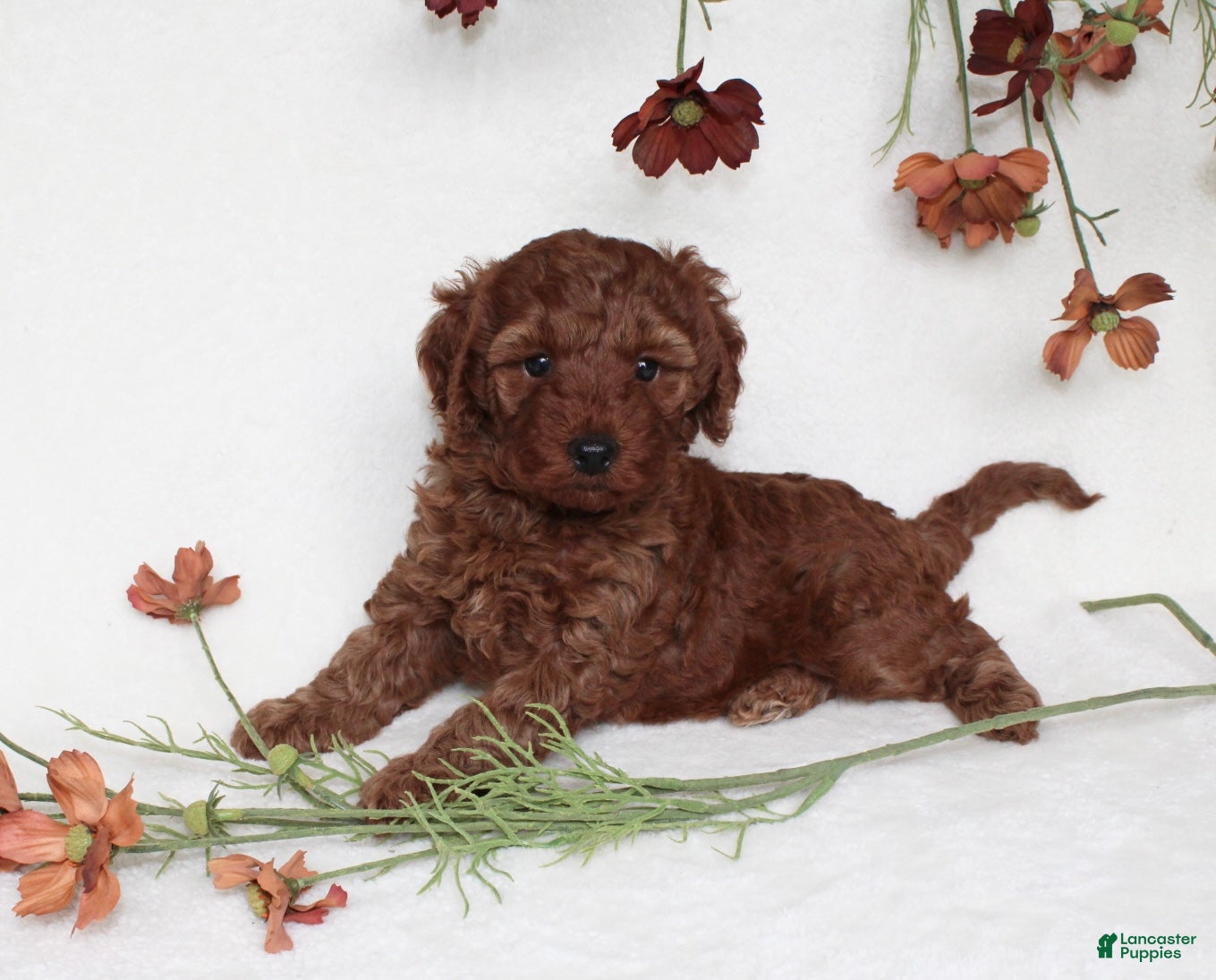 Cavapoo dogs for sale: Bailey - Ad 3