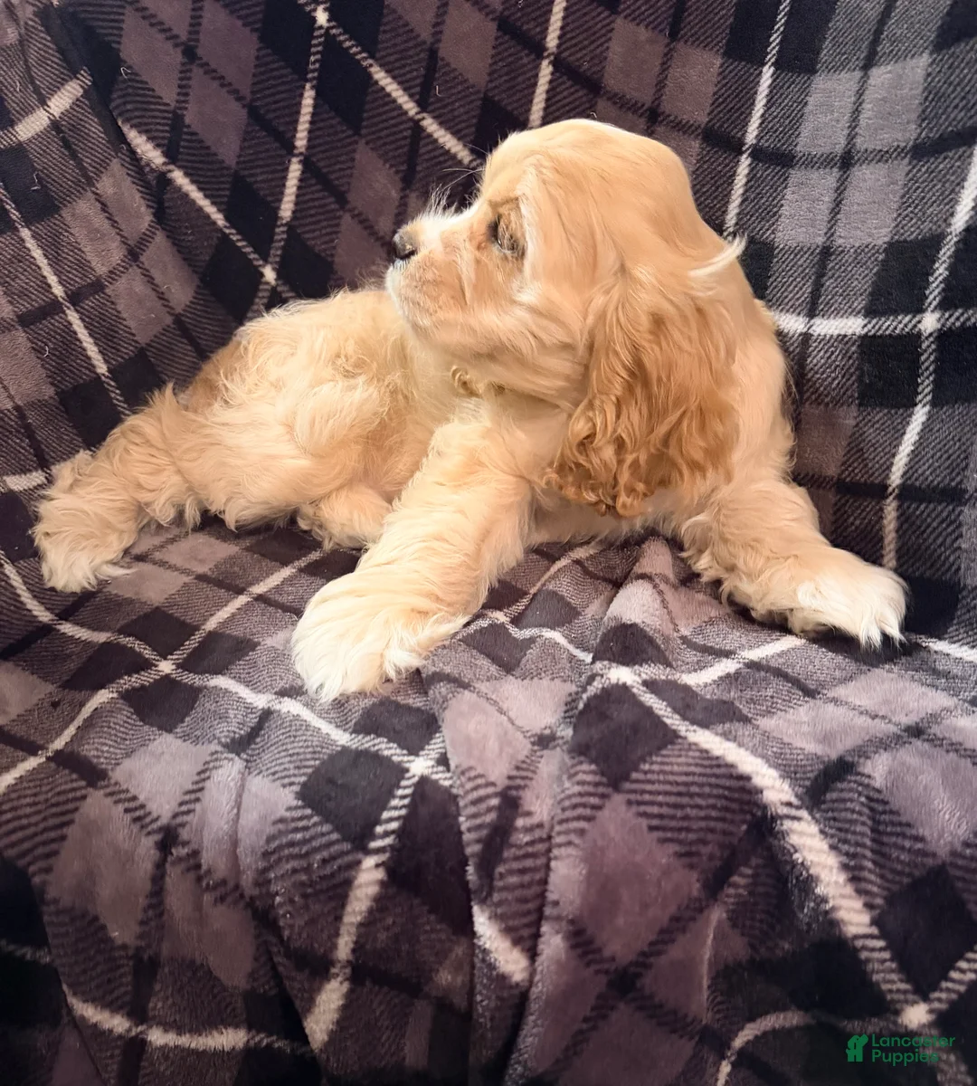 Cocker Spaniel dogs for sale: Buff Male # 2 - Ad 2
