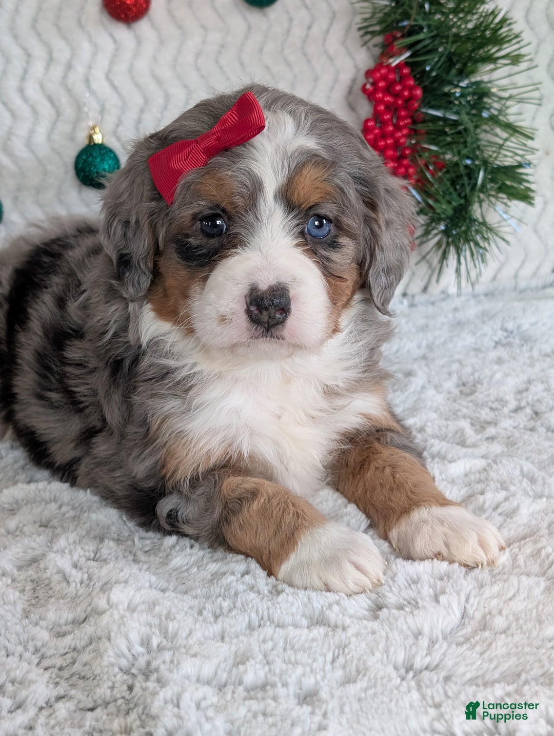 Mini Bernedoodle dogs for sale: Mini Daisy  - Ad 3