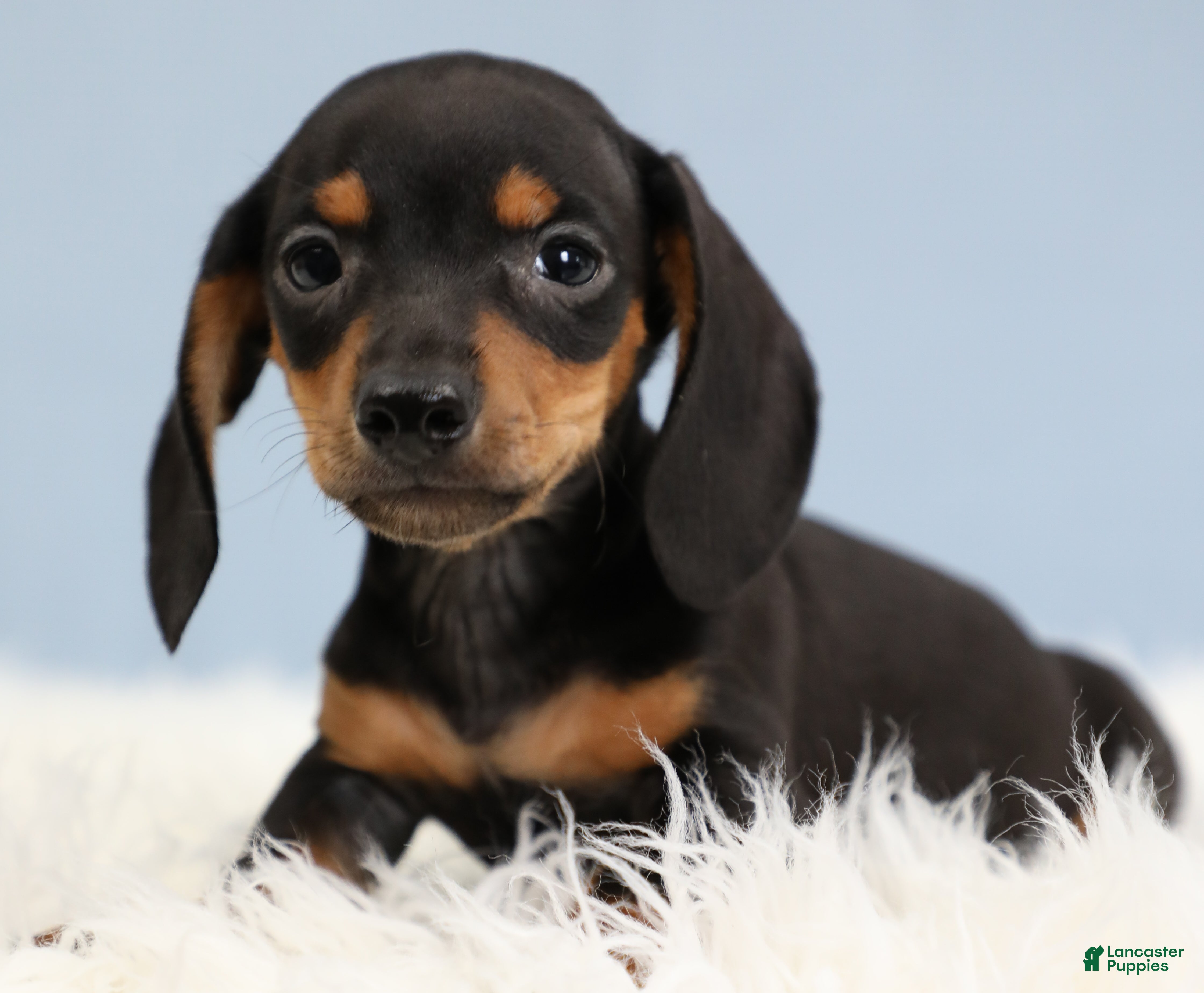 Miniature Dachshund dogs for sale: Everett 🏀 - Ad 2