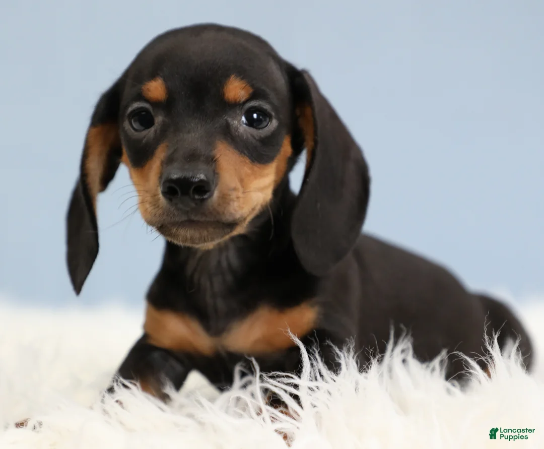 Miniature Dachshund dogs for sale: Everett 🏀 - Ad 2