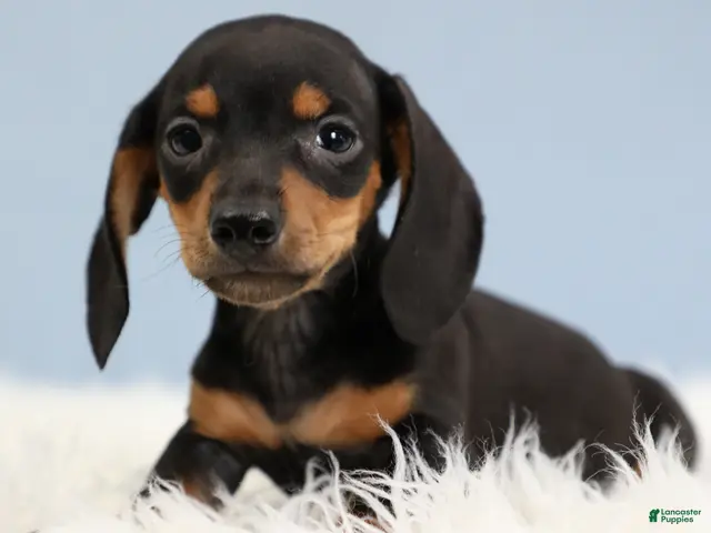 Miniature Dachshund dogs for sale: Everett 🏀 - Ad 2