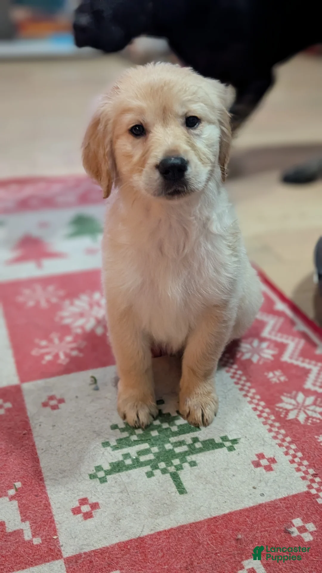 Mixed Breed dogs for sale: Mixed Breed Puppy 1 - Ad 2