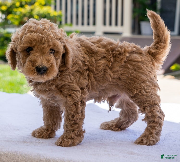 Miniature Poodle dogs Prince - Ad 2