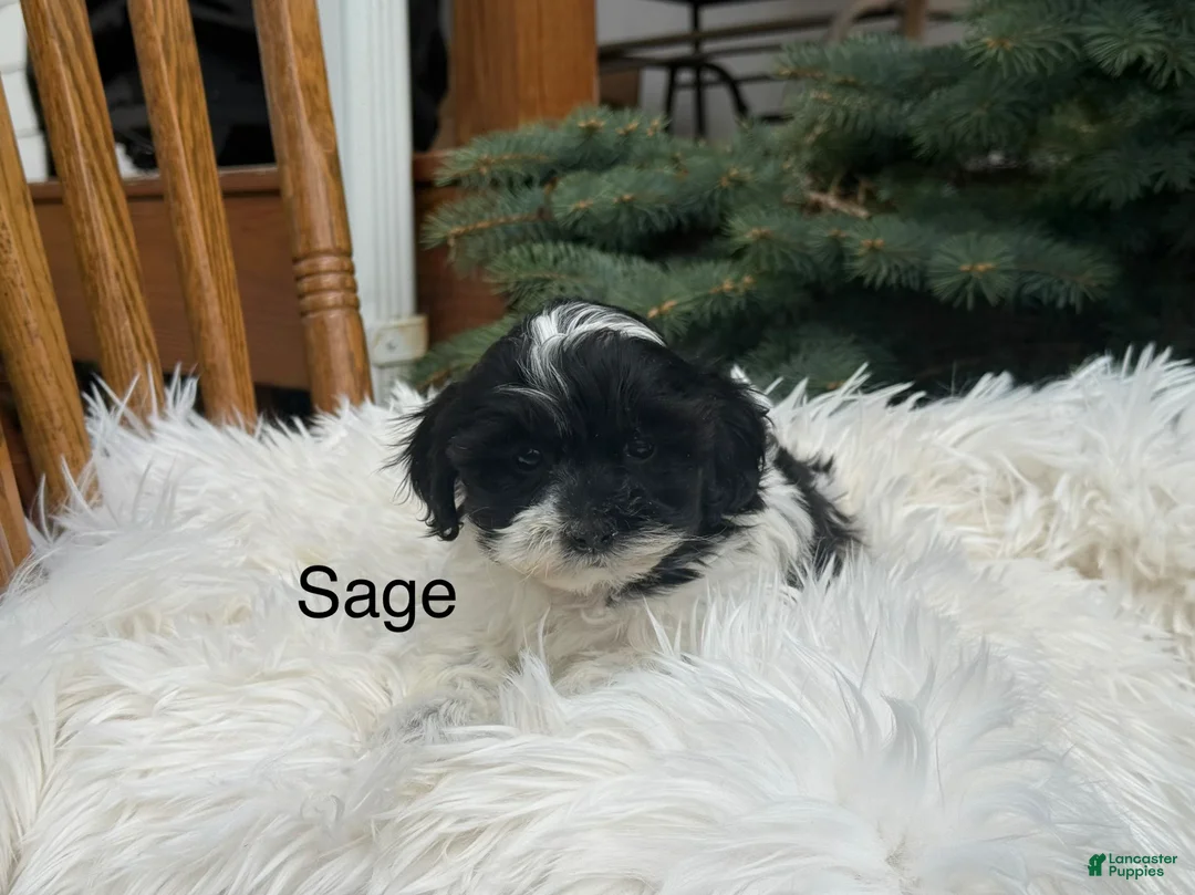 Shihpoo dogs for sale: Sage - Ad 1