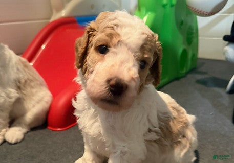 Standard Poodle dogs Spain - Ad 1