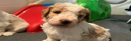 Standard Poodle dogs for sale: Spain - Ad 1