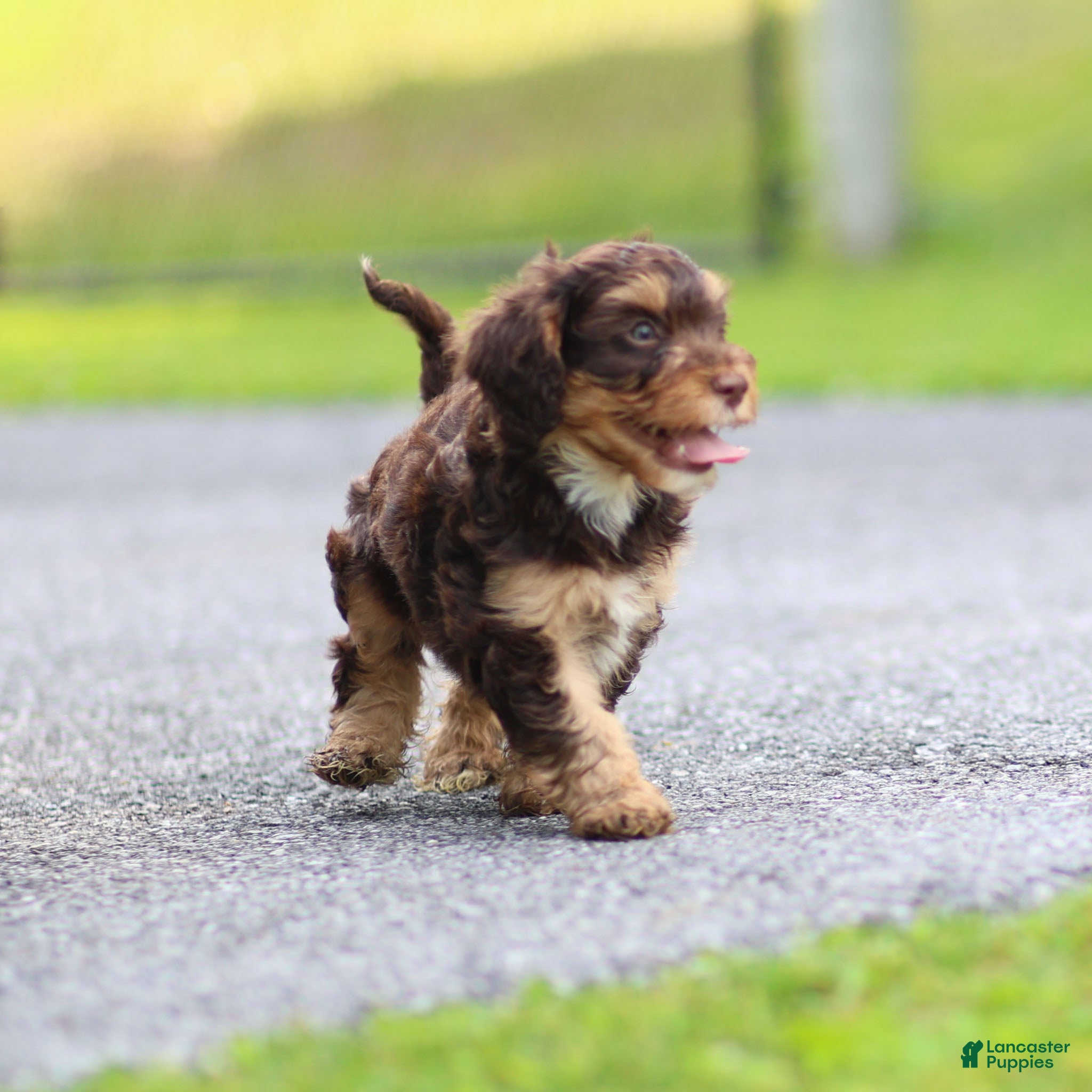 Cavapoo dogs Puddles Cavapoo  - Ad 1