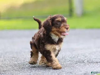 Cavapoo dogs for sale: Puddles Cavapoo - Ad 1