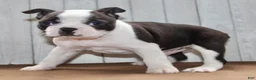 Boston Terrier dogs for sale: Chester Male Boston Terrier - Ad 2