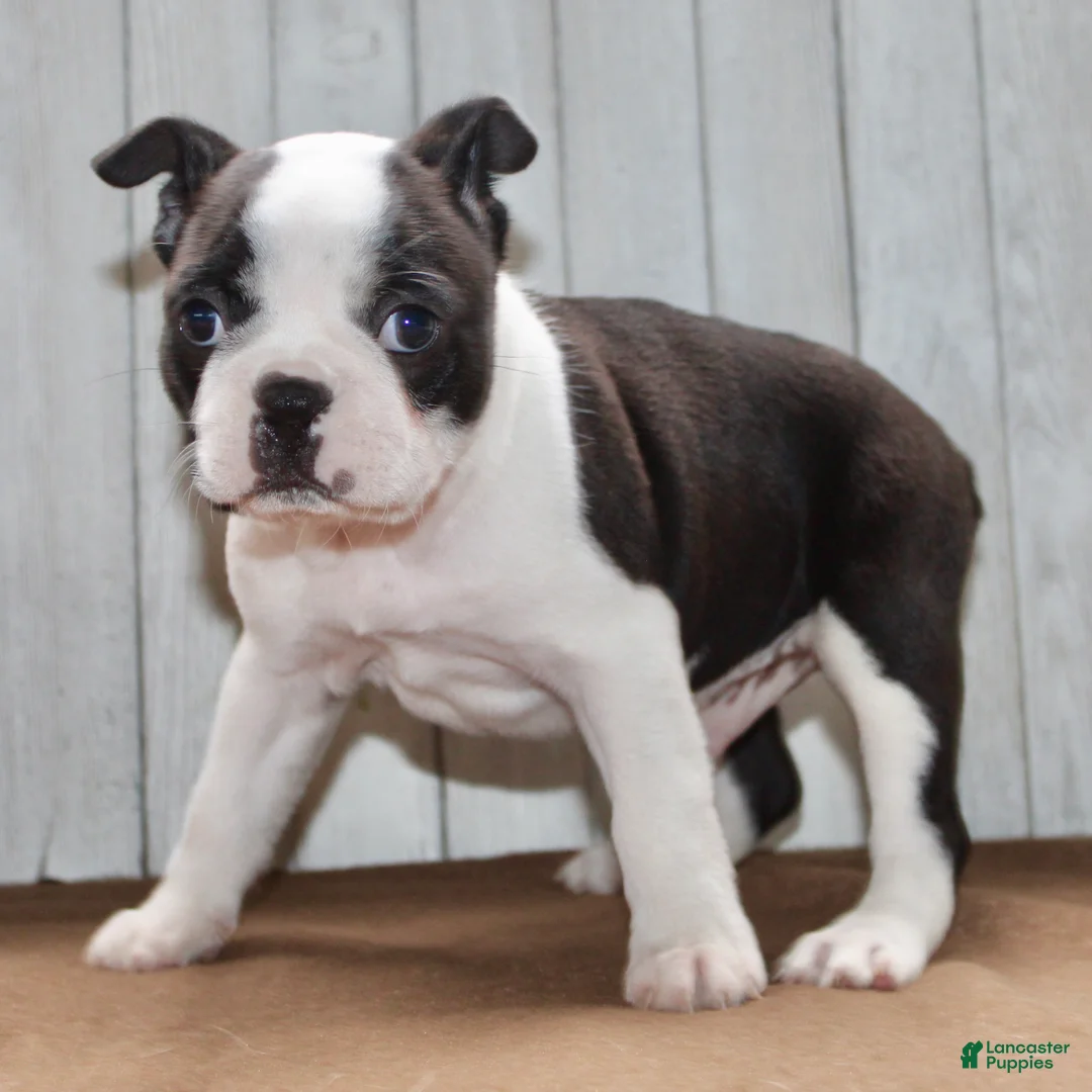 Boston Terrier dogs for sale: Chester Male Boston Terrier - Ad 2