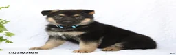 German Shepherd dogs for sale: Ringo - Ad 5