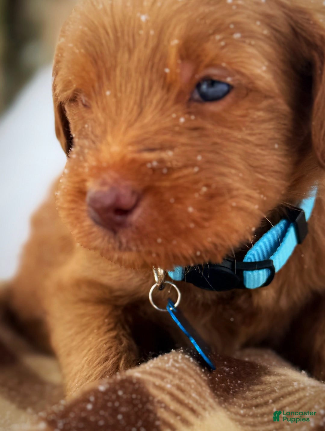 Labradoodle dogs for sale: Labradoodle Puppy 1 - Ad 10