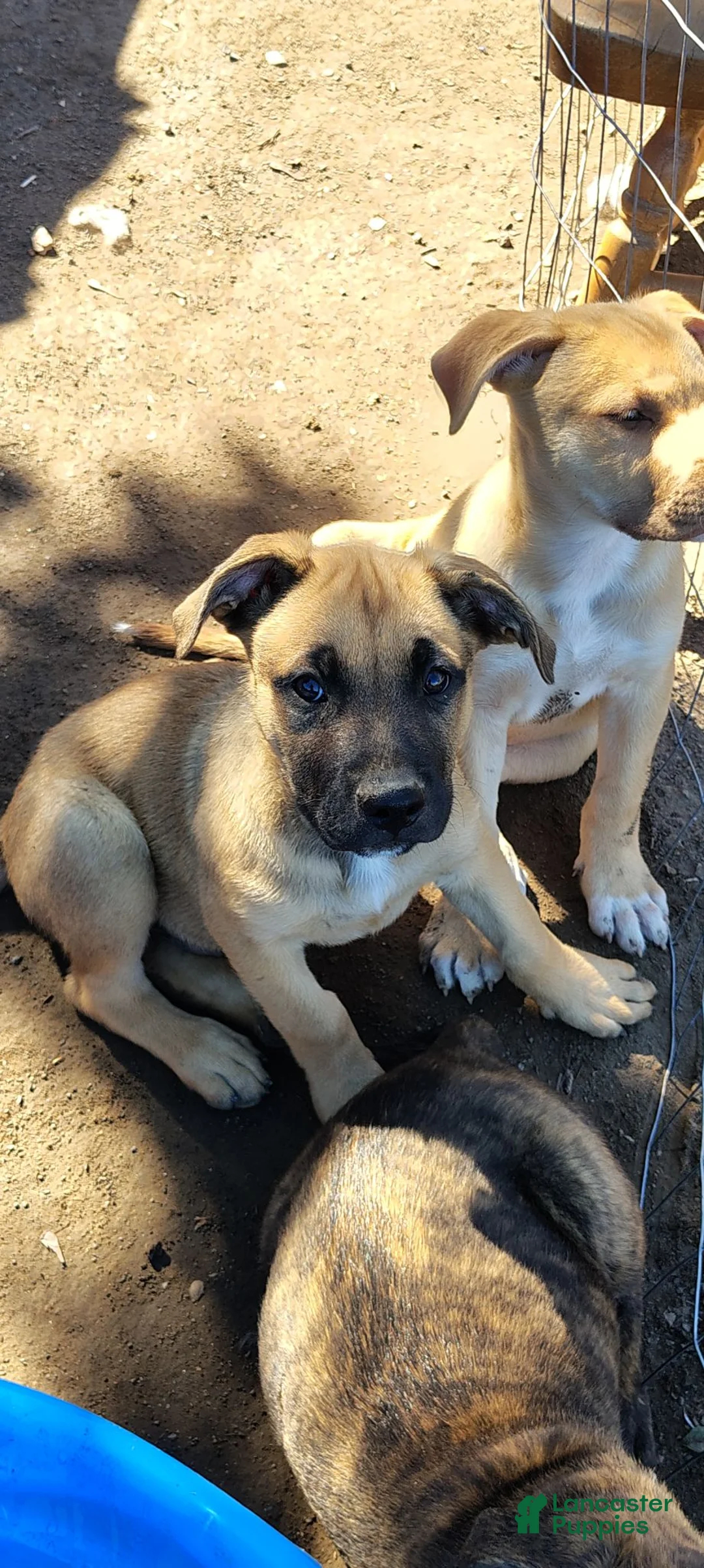 American Pit Bull Terrier dogs for sale: American Pit Bull Terrier 1 - Ad 2