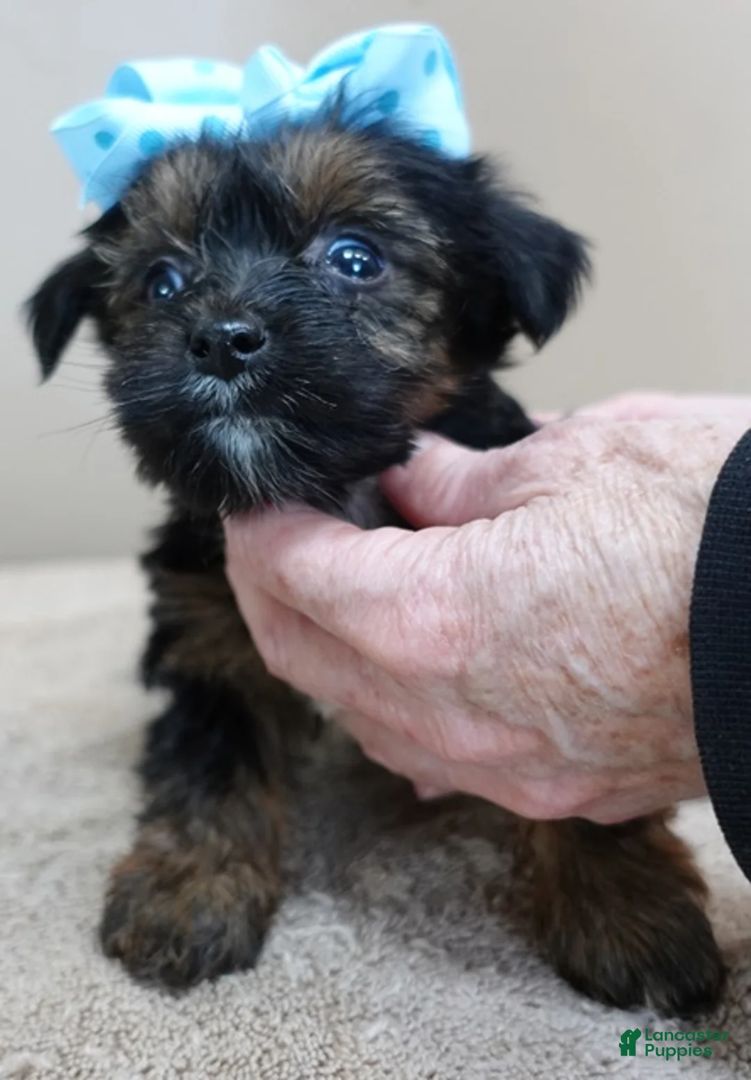 Yorkshire Terrier dogs for sale: Taj  - Ad 6