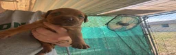 American Pit Bull Terrier dogs for sale: American Pit Bull Terrier 6 - Ad 3