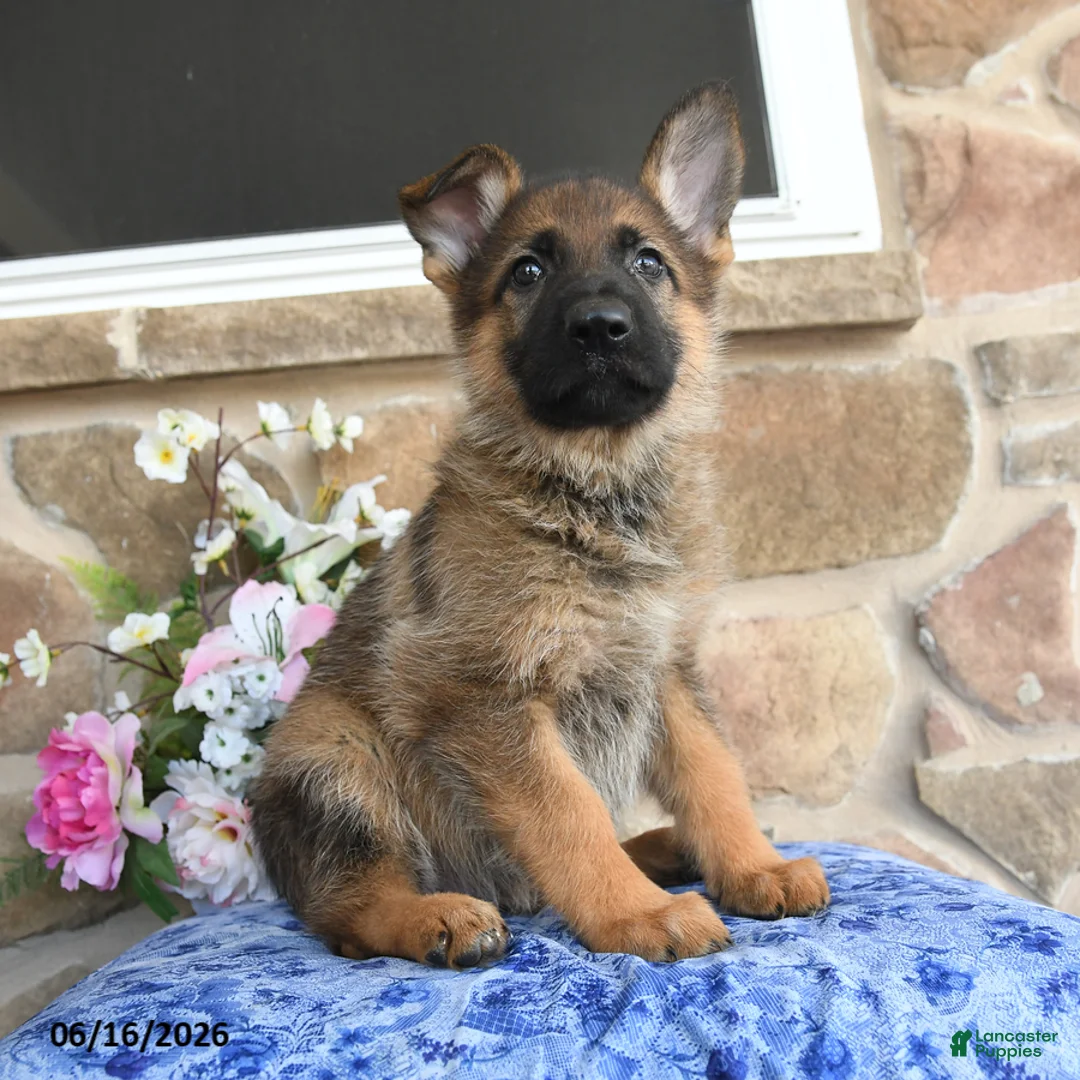 German Shepherd dogs for sale: Sasha - Ad 1