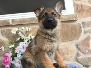 German Shepherd dogs for sale: Sasha - Ad 1