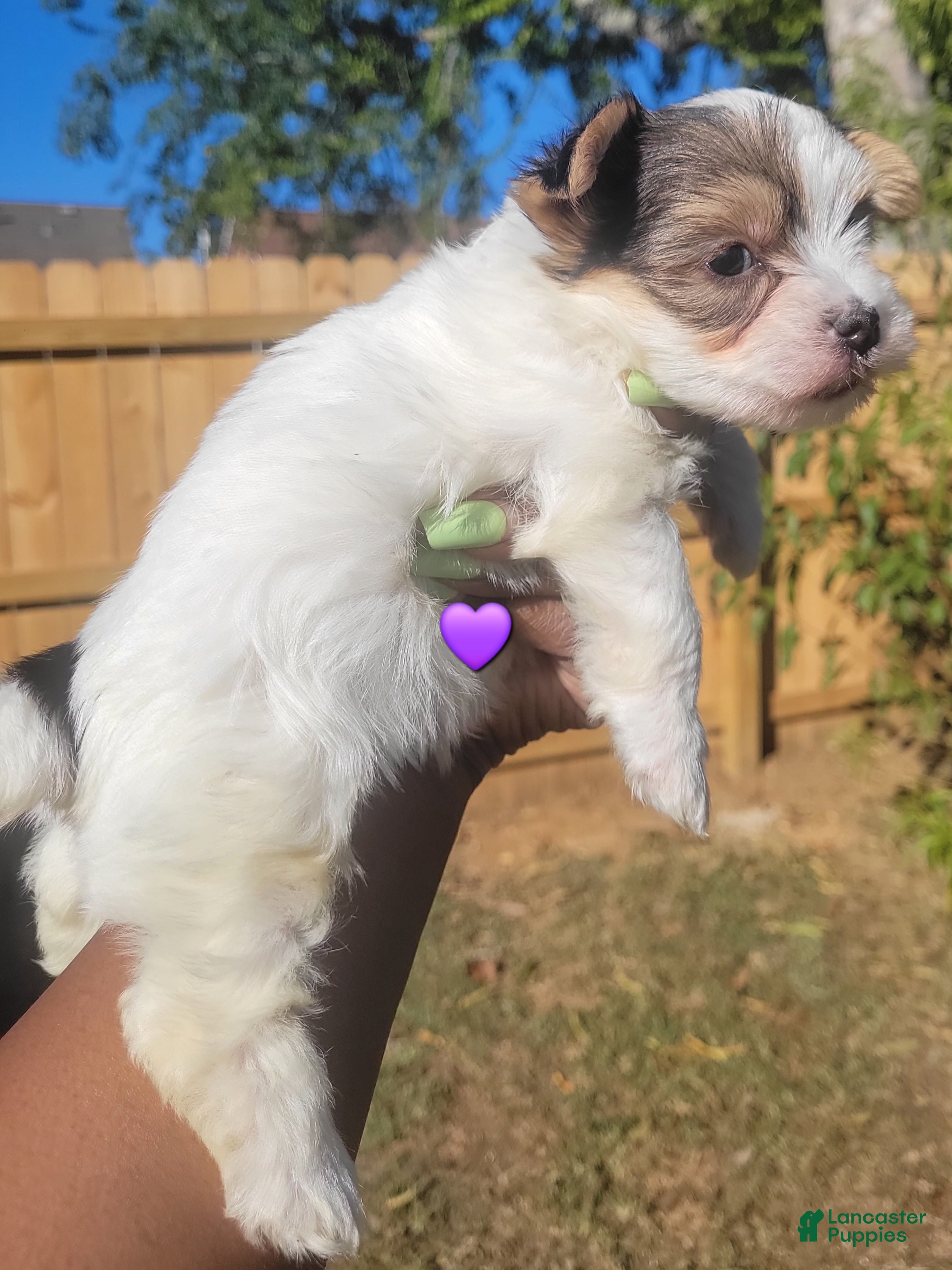 Yorkshire Terrier dogs for sale: Female #2 (purple collar) - Ad 2