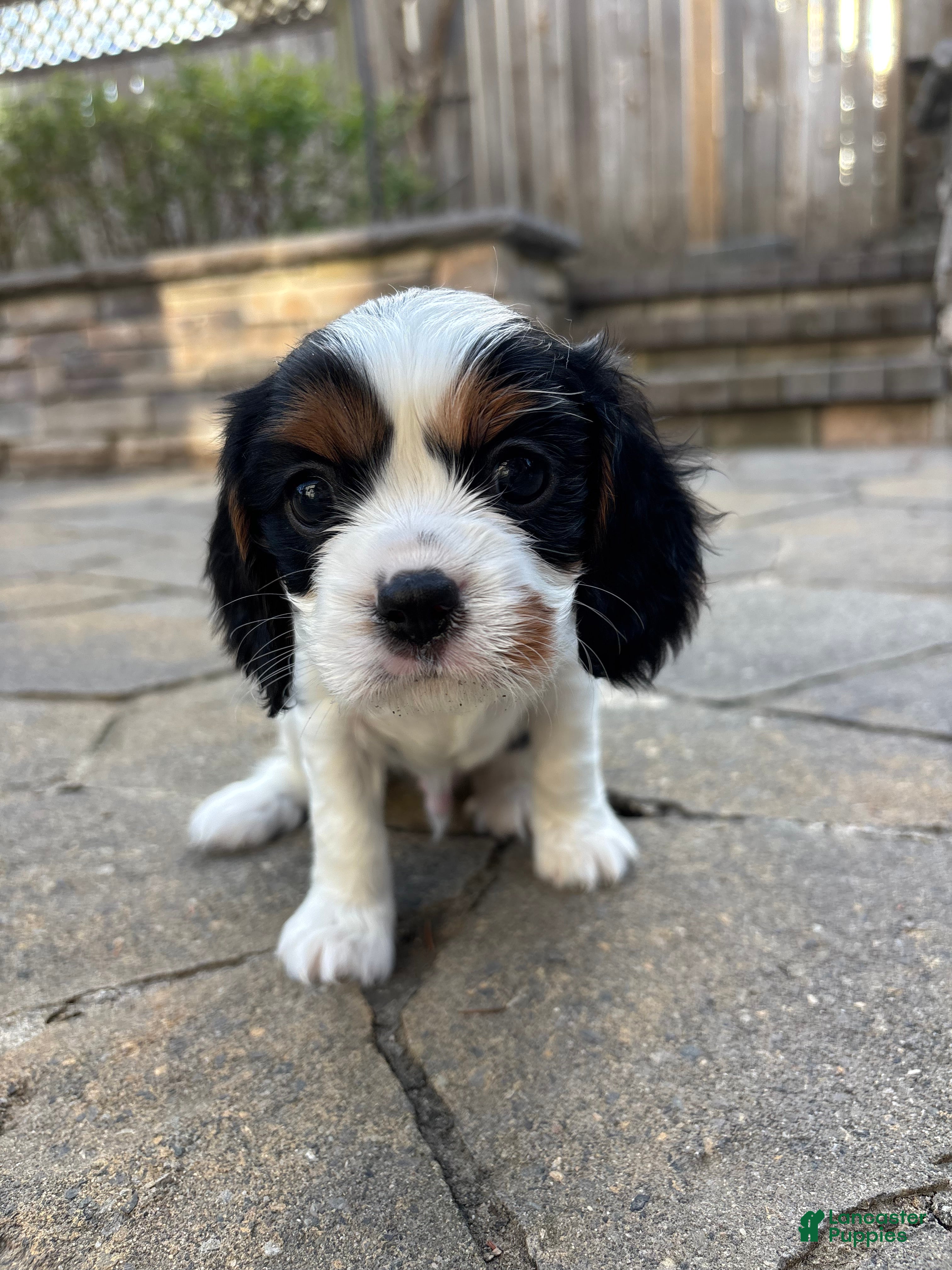 Cavalier King Charles Spaniel dogs Cavalier King Charles Spaniel Puppy 3 - Ad 1