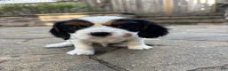 Cavalier King Charles Spaniel dogs for sale: Cavalier King Charles Spaniel Puppy 3 - Ad 1