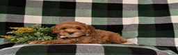 Cockapoo dogs for sale: Bryson 9 lbs Full Grown - Ad 4