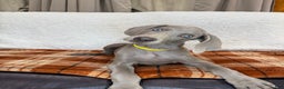 Weimaraner dogs for sale: Yellow - Ad 3