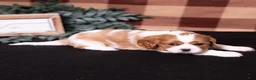 Cavalier King Charles Spaniel dogs for sale: George - Ad 6