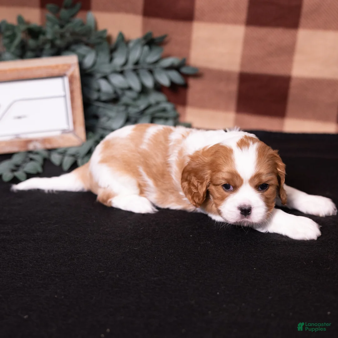 Cavalier King Charles Spaniel dogs for sale: George - Ad 6