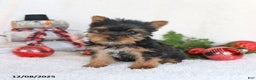 Yorkshire Terrier dogs for sale: Coffee - Ad 3