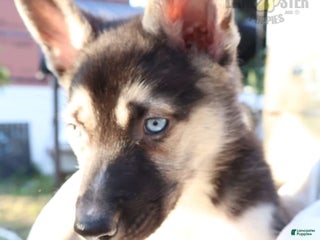 Gerberian Shepsky dogs - Ad 29