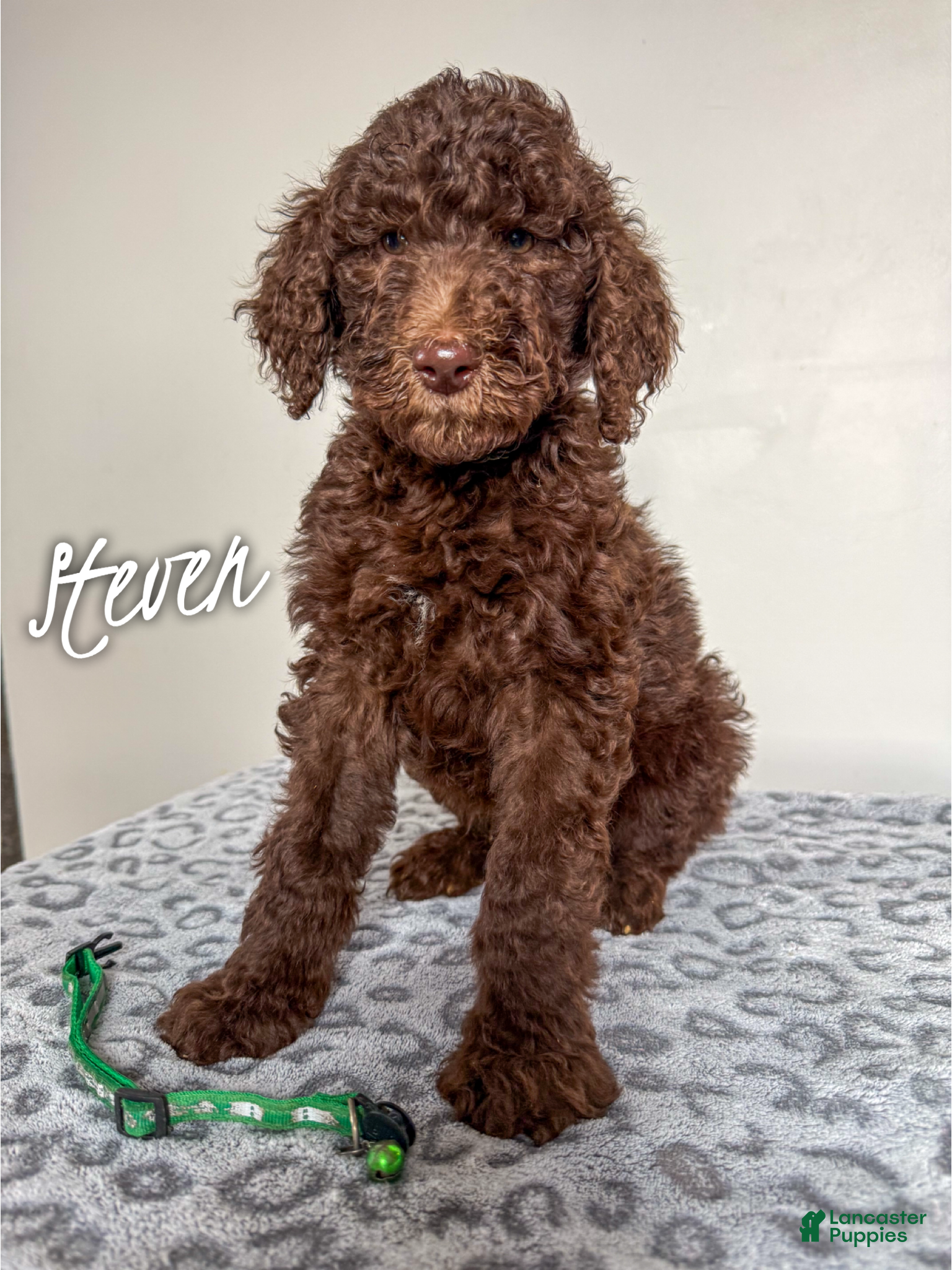 Silver Standard Poodle Puppies for sale Lancaster Puppies