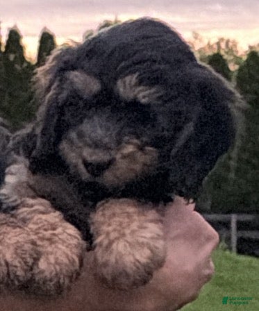 Cavapoo dogs Charlie, A Black & Tan F1B Cavapoo Boy - Ad 2