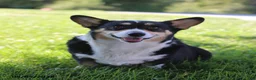 Welsh Corgi Pembroke dogs for sale: Cookie - Ad 1