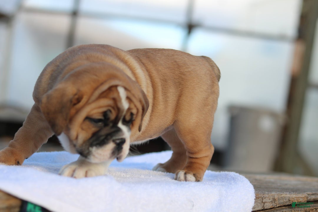 Mixed Breed dogs for sale: Sweetie  - Ad 6