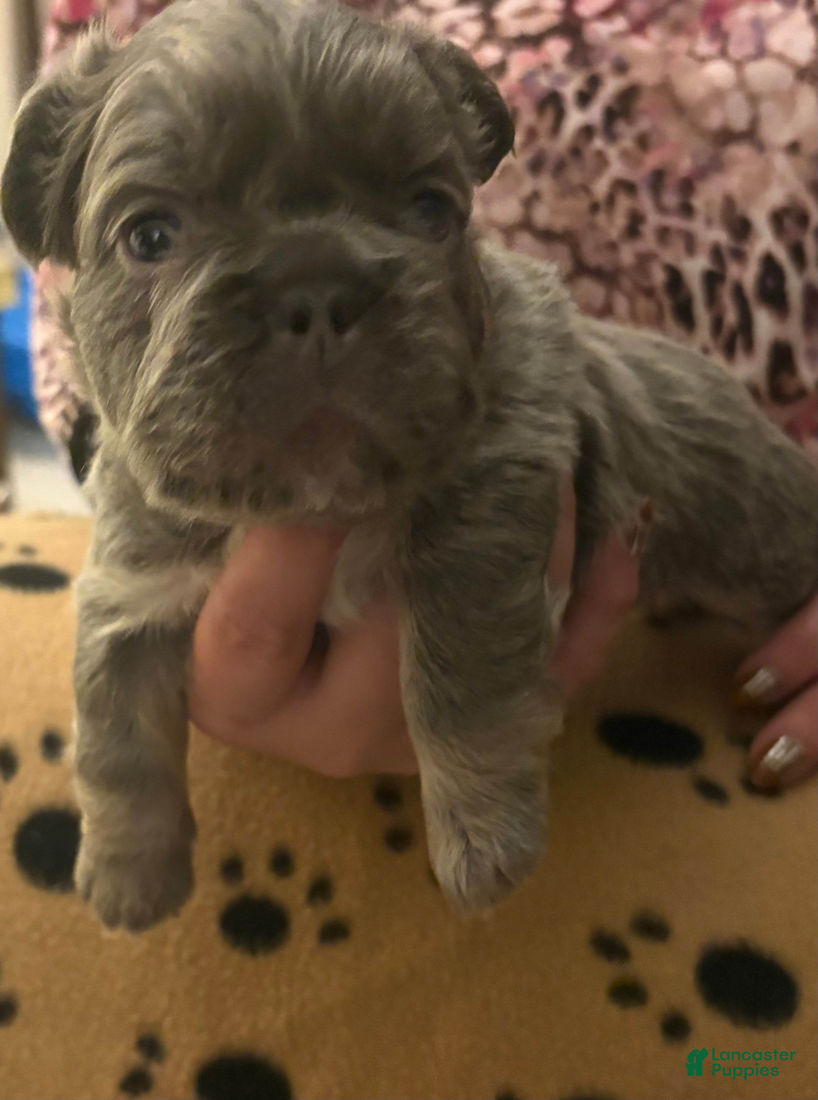 French Bulldog dogs French Bulldog Puppy 4 - Ad 2