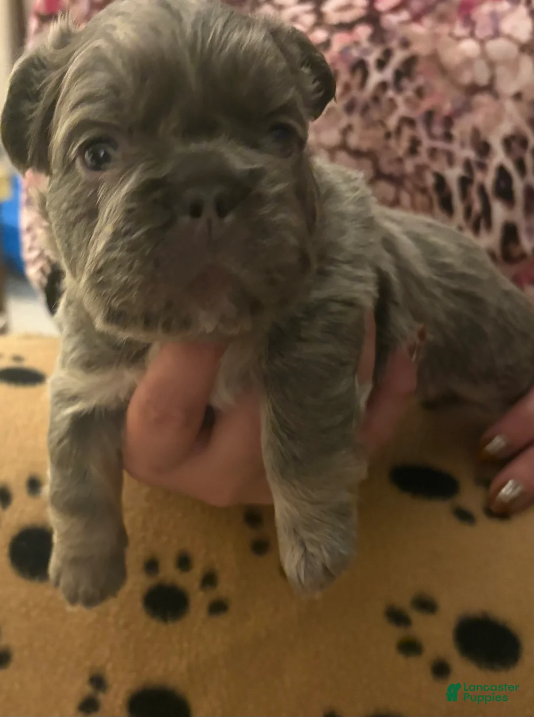 French Bulldog dogs for sale: French Bulldog Puppy 4 - Ad 2
