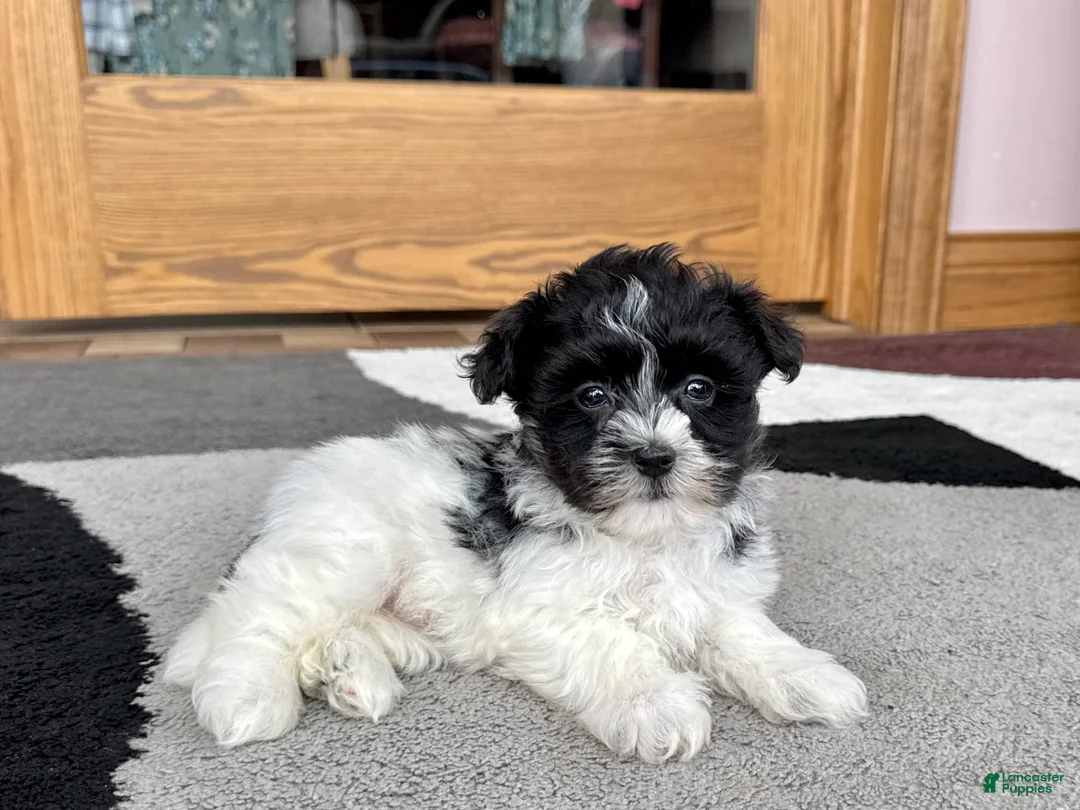 Havanese dogs for sale: Jared - Ad 4